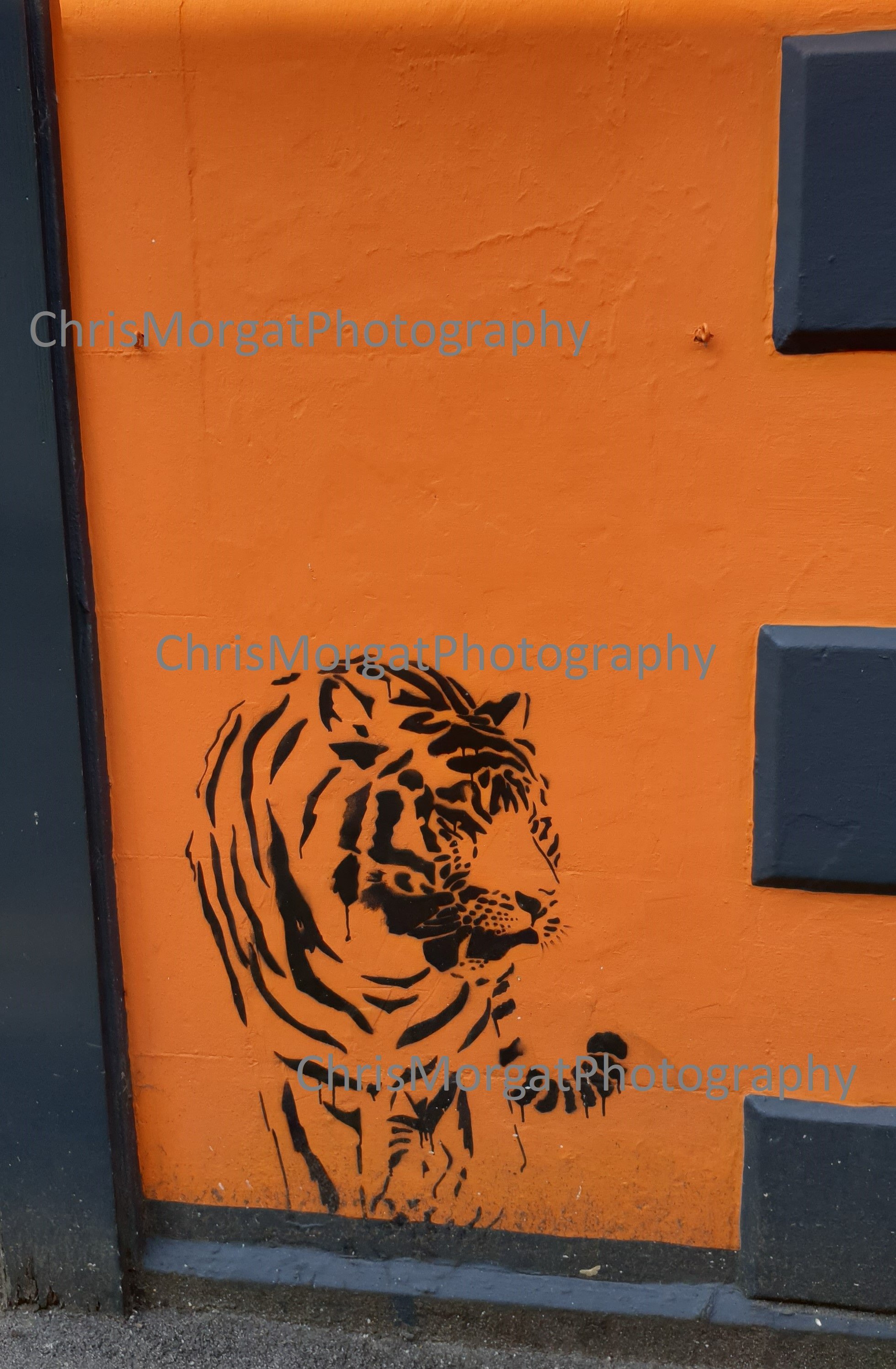 Cornish Tiger
