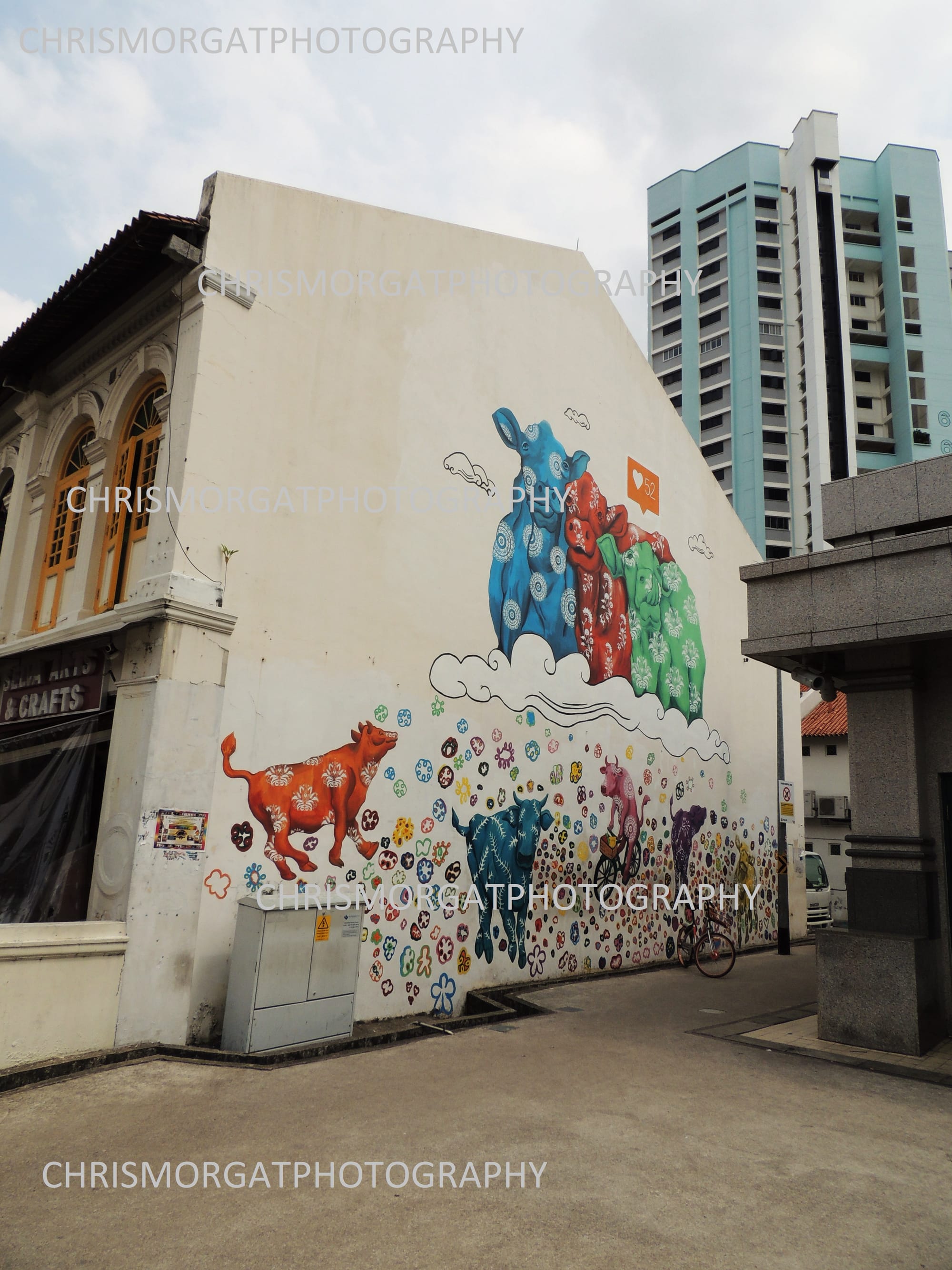 Holly cows  Singapore