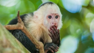 Housing the Capuchin Monkey image