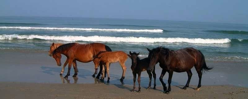 Wild horses of Ocracoke Island