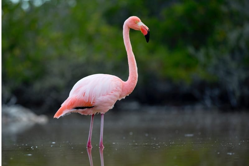 LAGOON BIRDS WATCHING