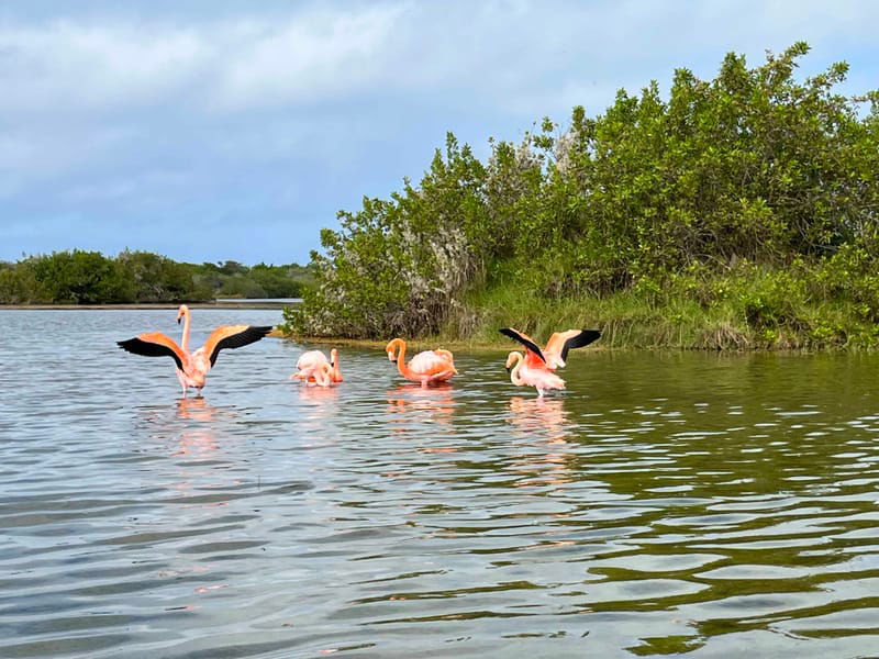 KAYAKING IN LAGOONS