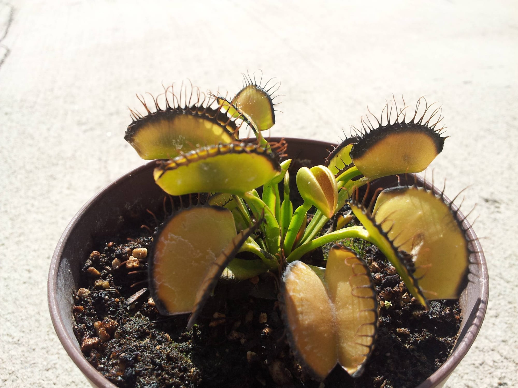 Carnivorous Plants Sydney