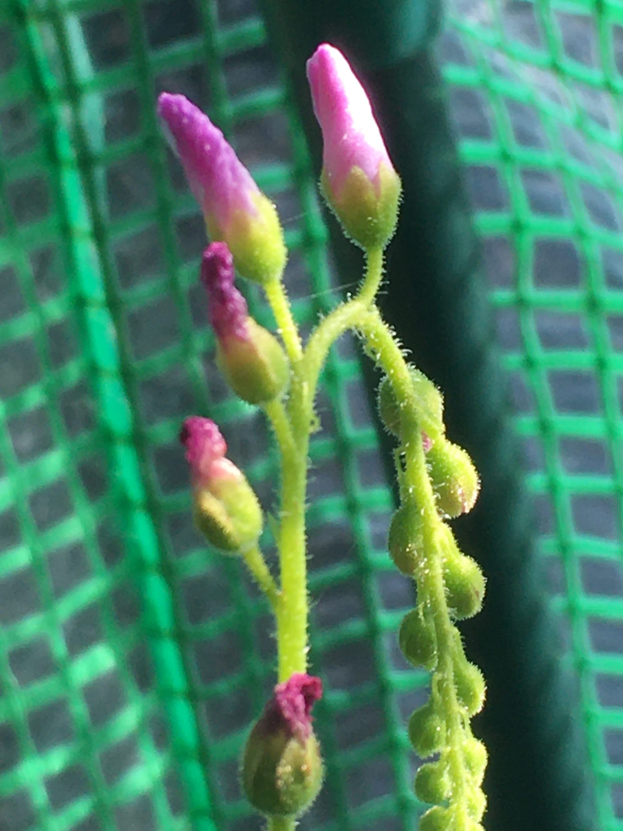 Drosera Capensis flower