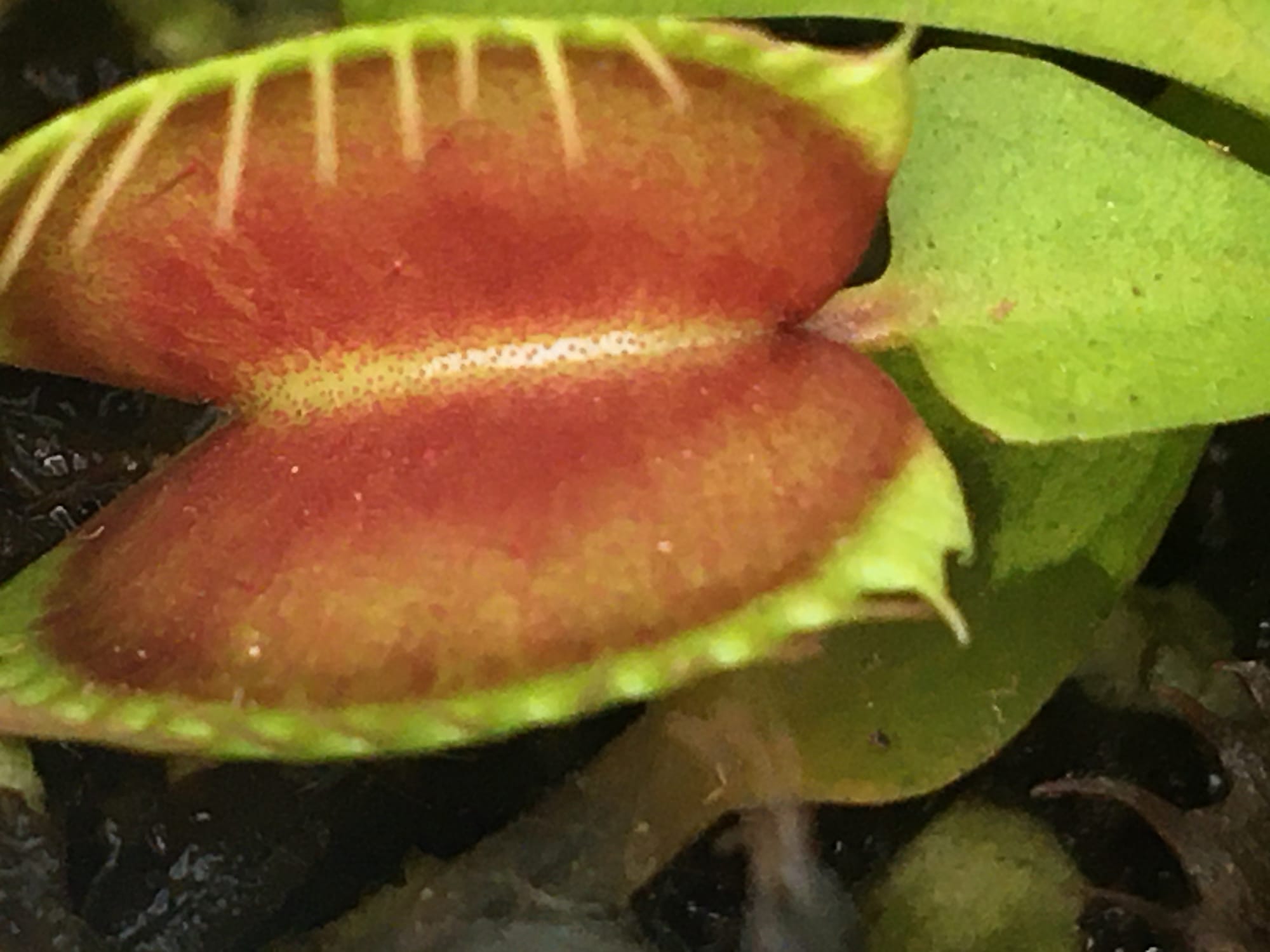 VFT Typical