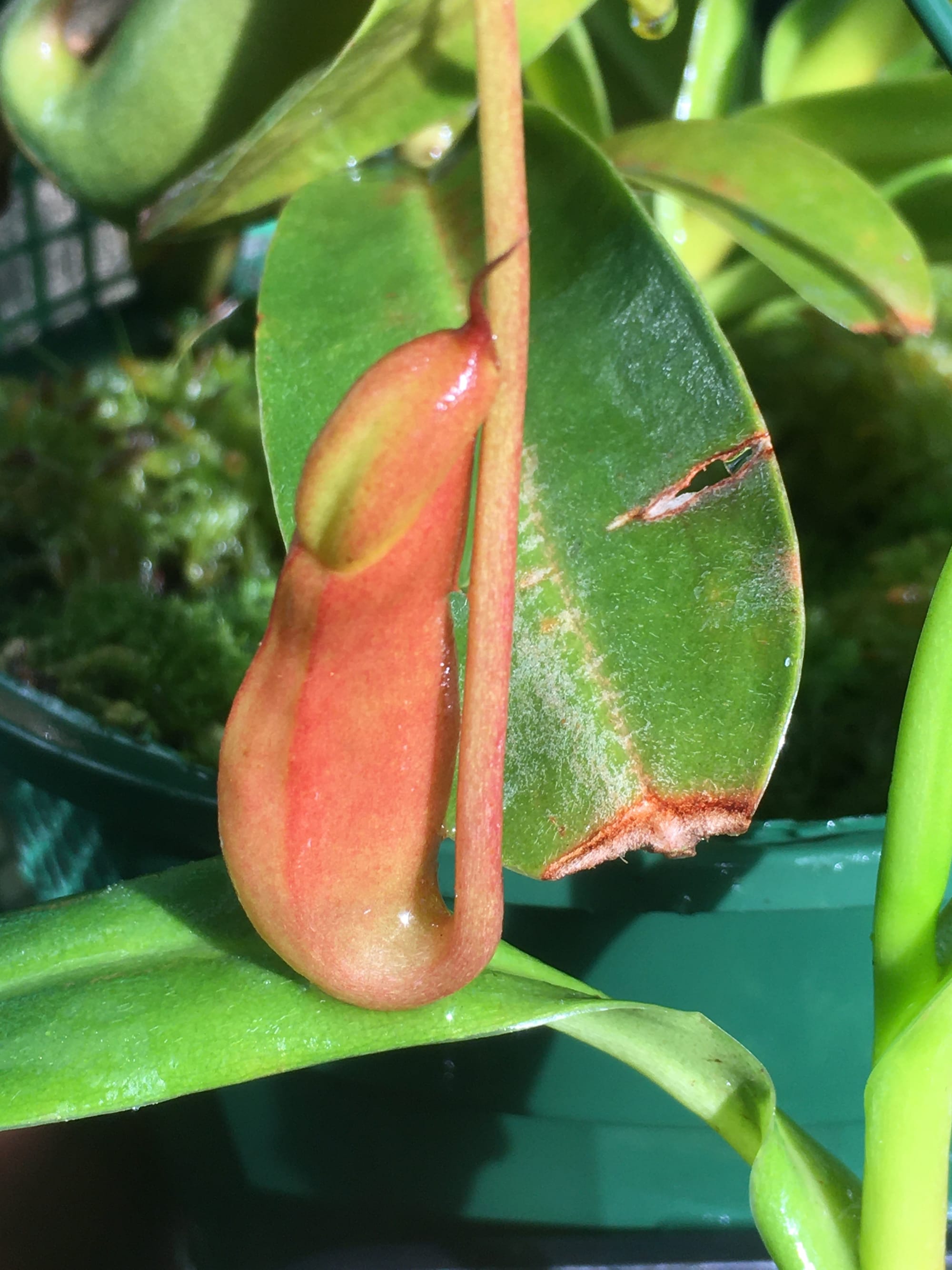 Ventrata pitcher starting to open