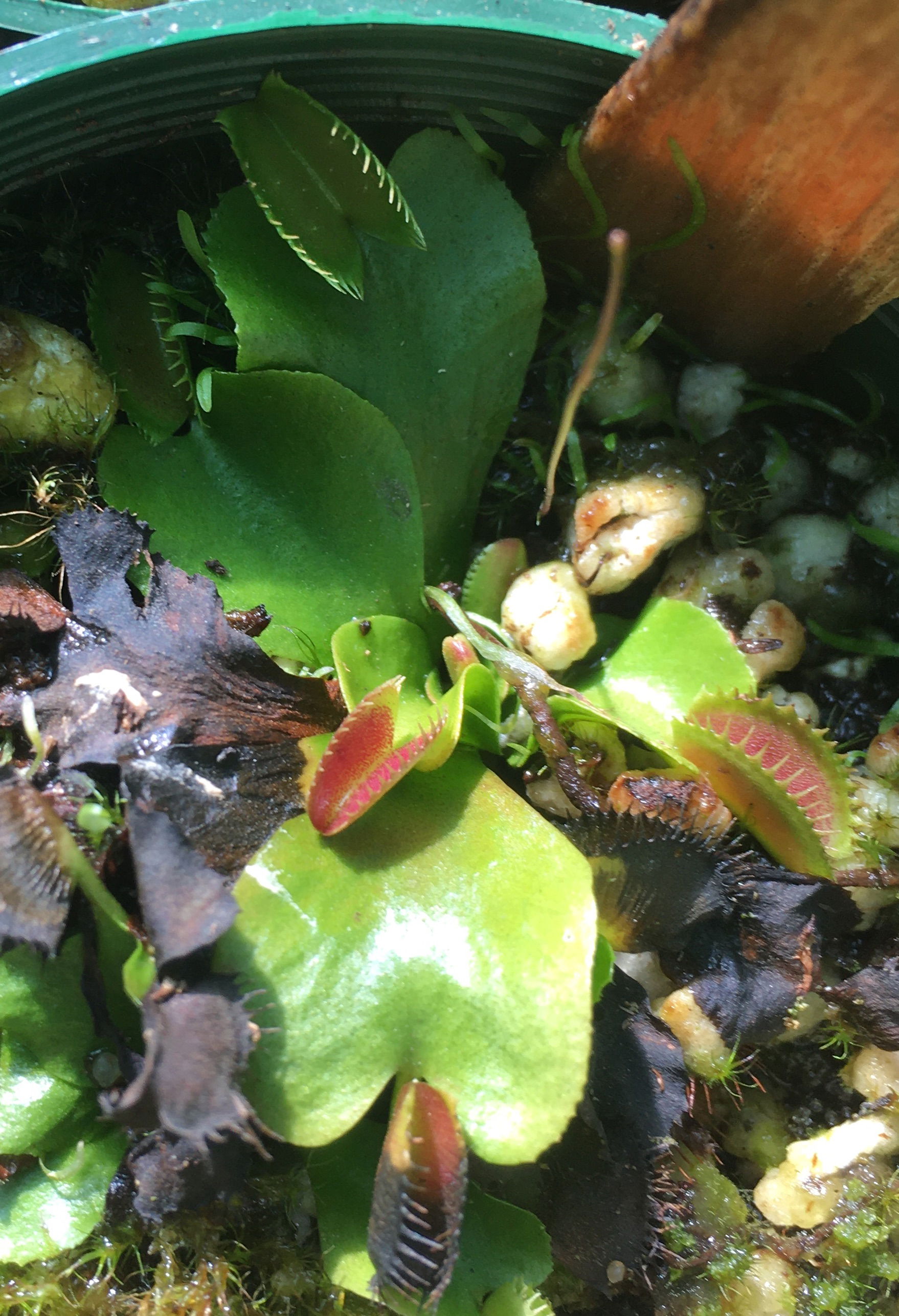 VFT