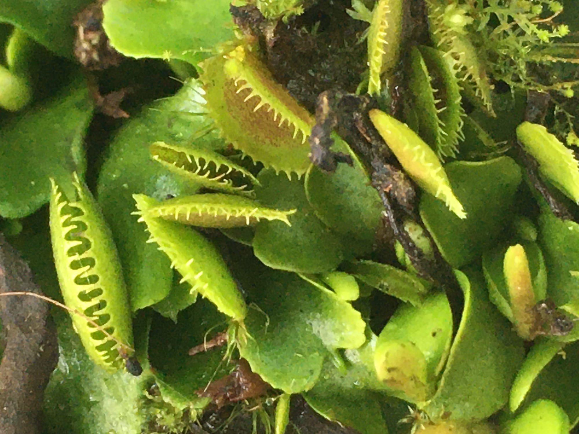 VFT