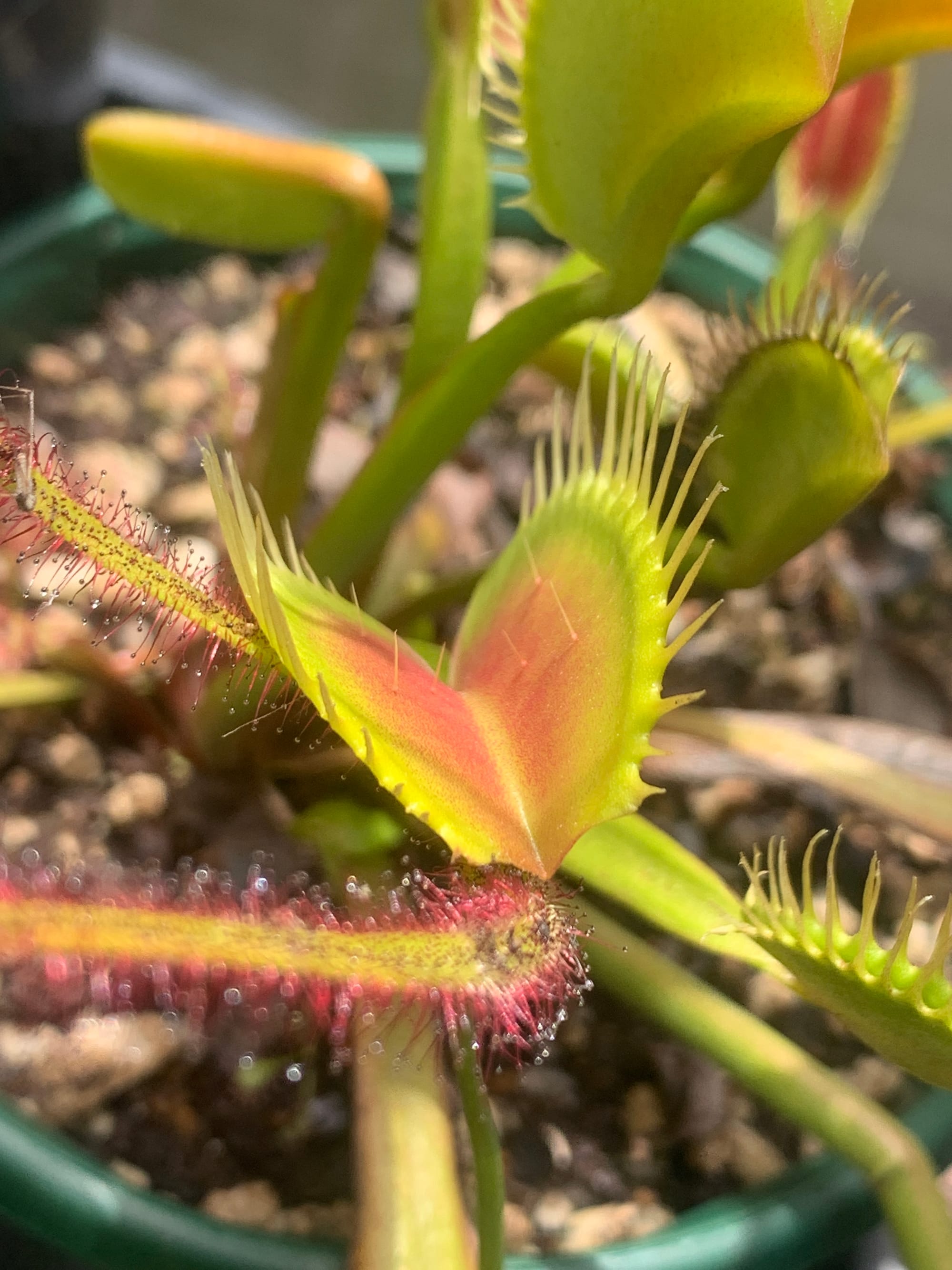 VFT DCXL