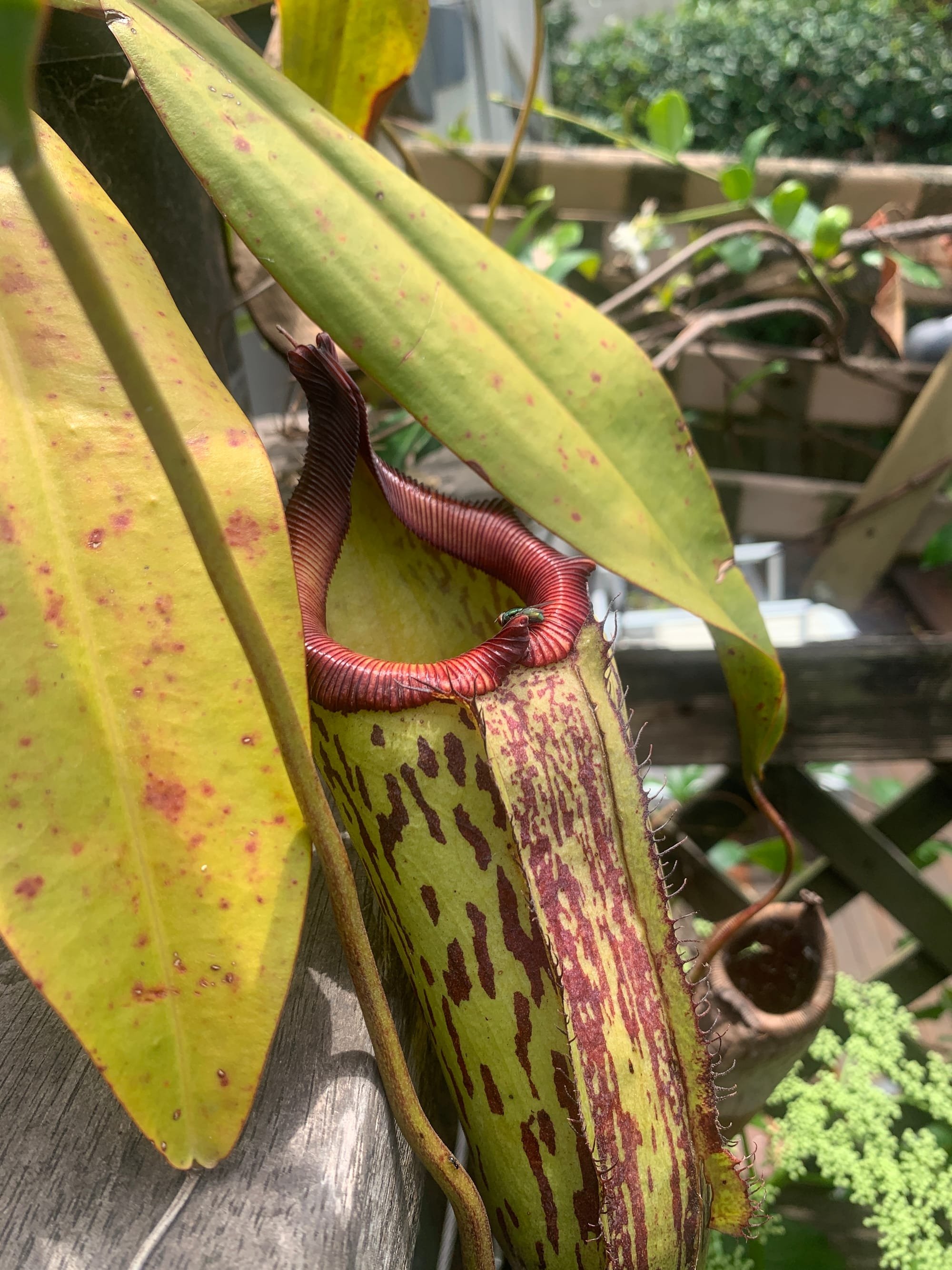 A fly getting eaten by a nepenthes gothica