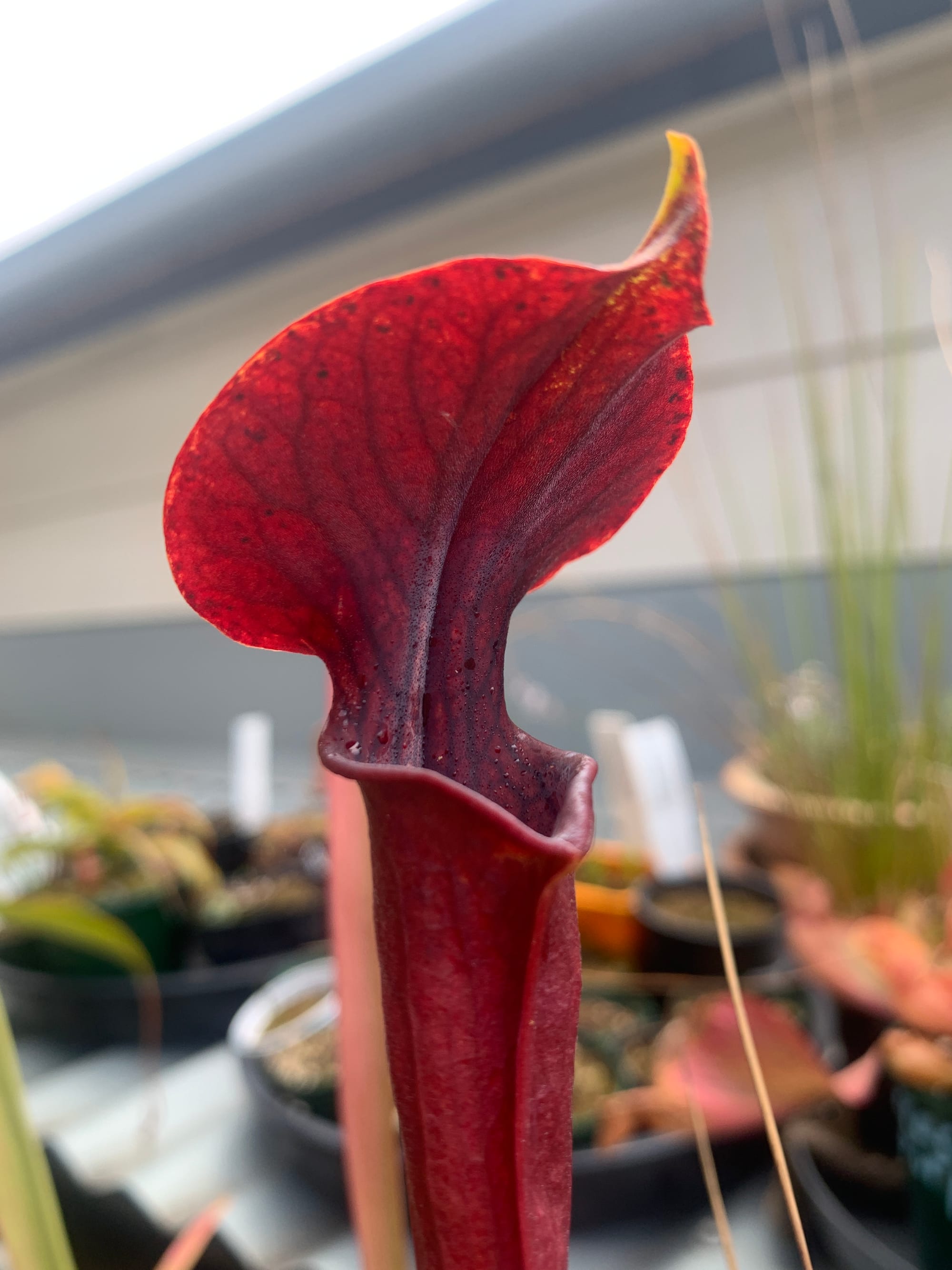 Nice Red Sarracenia flava x alata