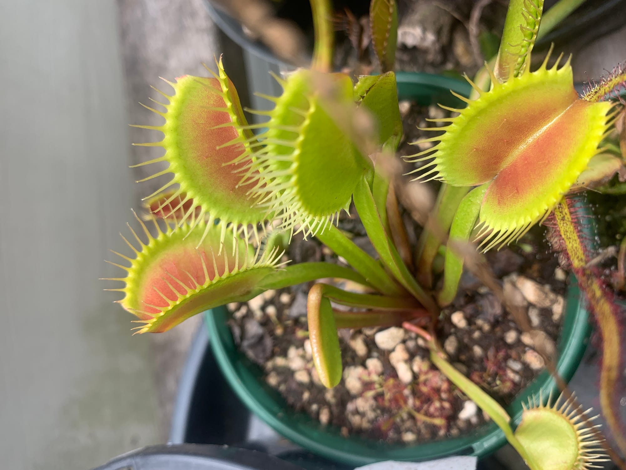 VFT DCXL