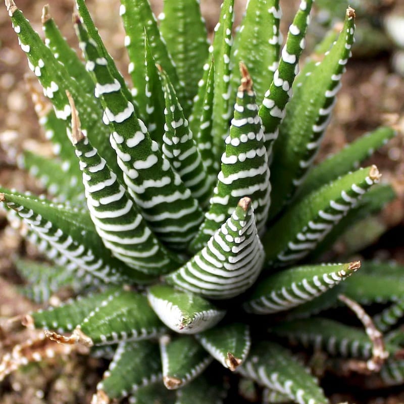 Haworthia Fantastica (Zebra Cactus) Carnivorous Plants Sydney