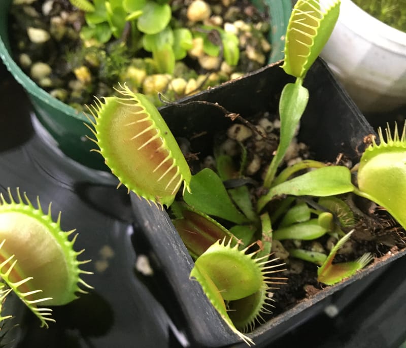 How to grow carnivorous plants