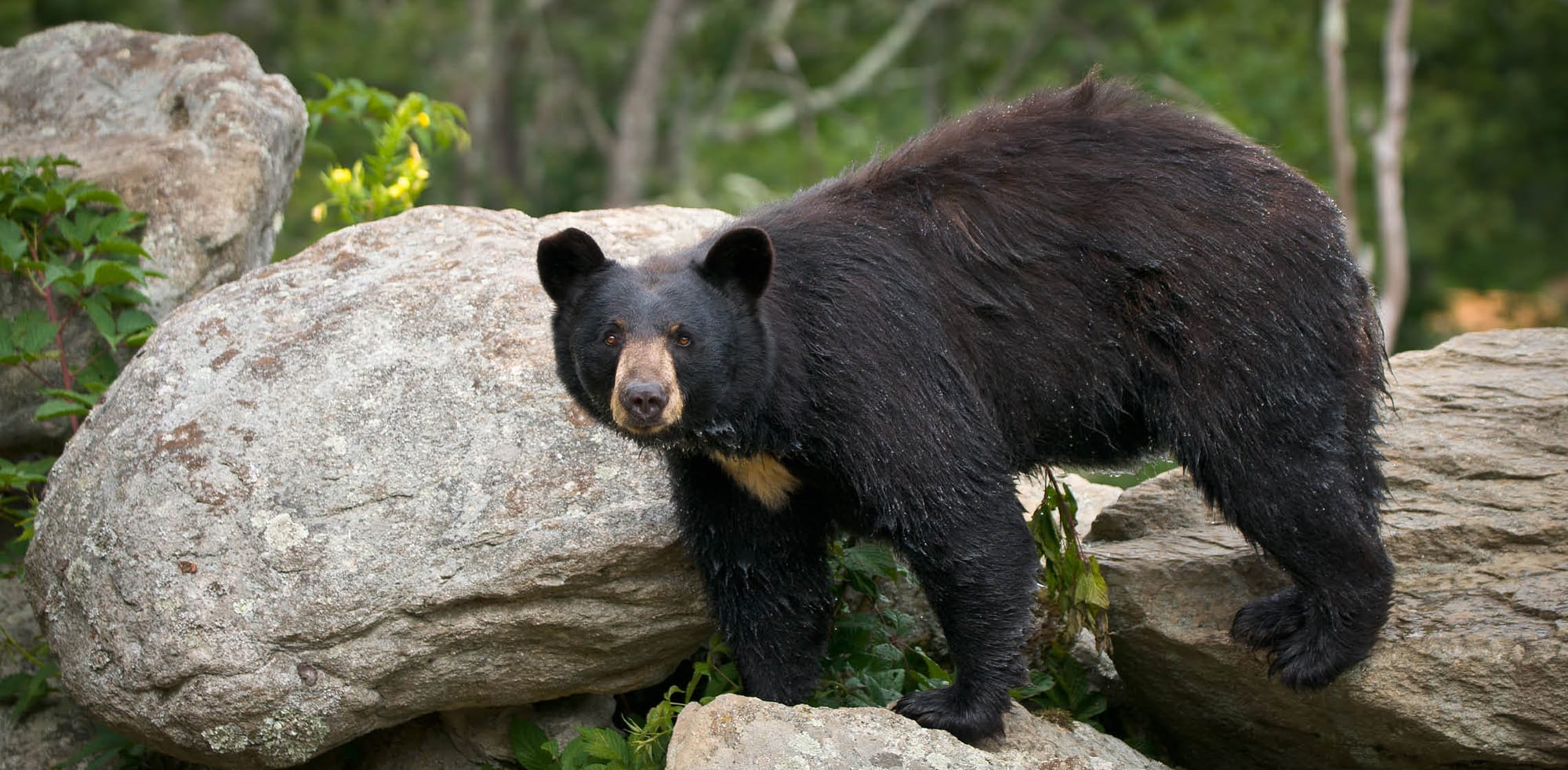 Gallery American Black Bears