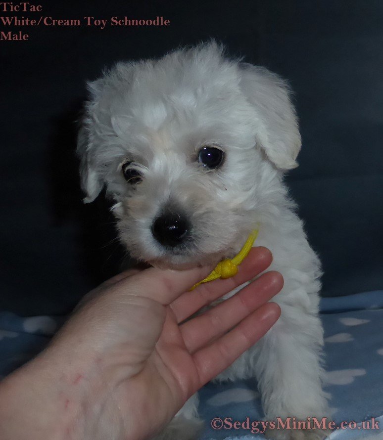 TicTac : Toy Schnoodle