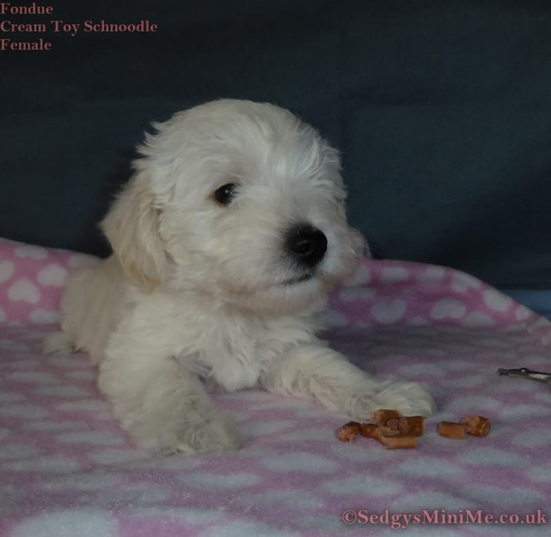 Toy schnoodle puppies for hot sale sale