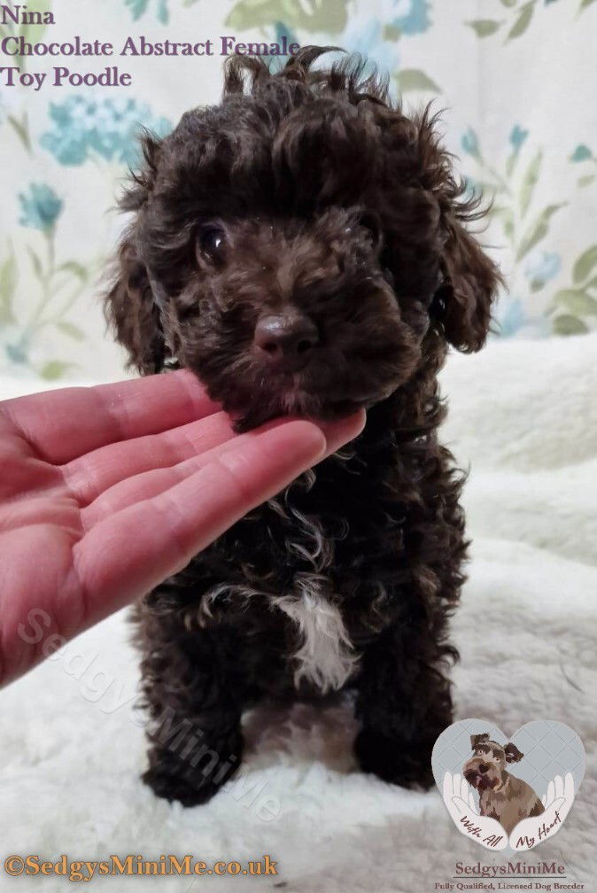 Chocolate Brown Toy Poodle Puppy