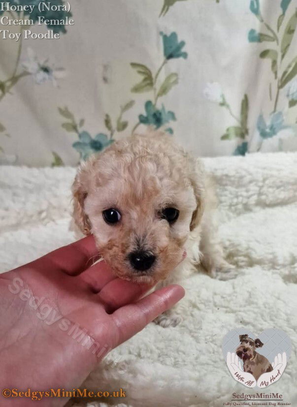 Cream 2024 teacup poodle