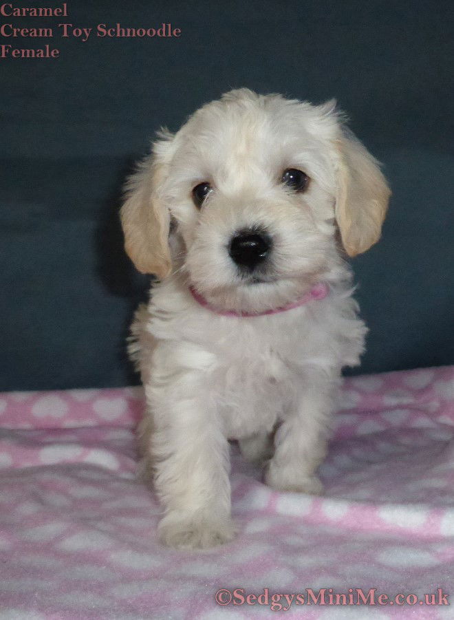 New Toy Schnoodle Litter