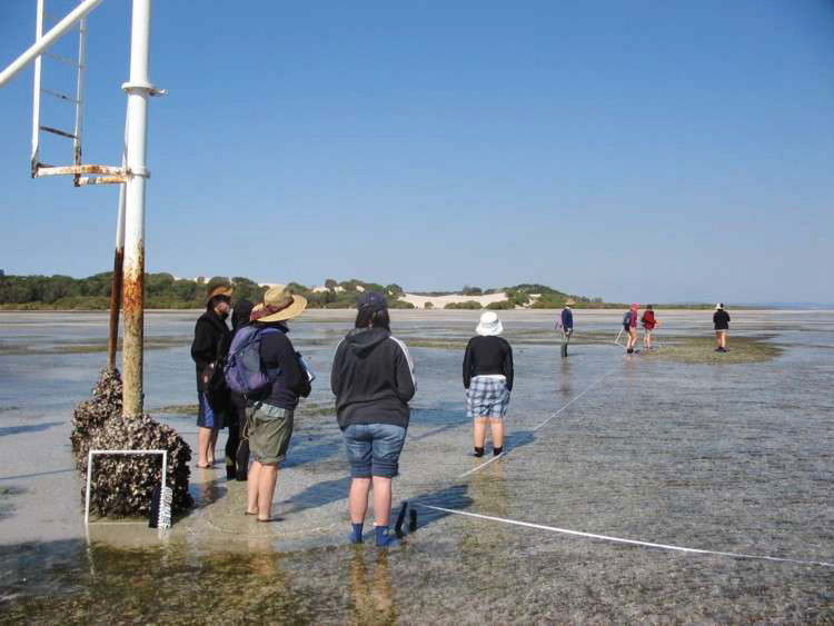 Seagrass survey