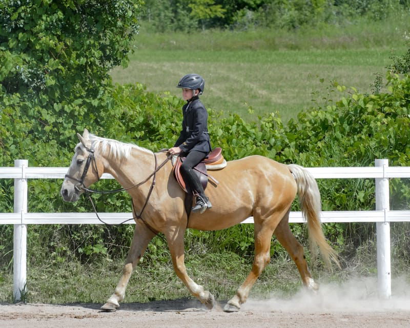 2024 Hunter Jumper Show #2