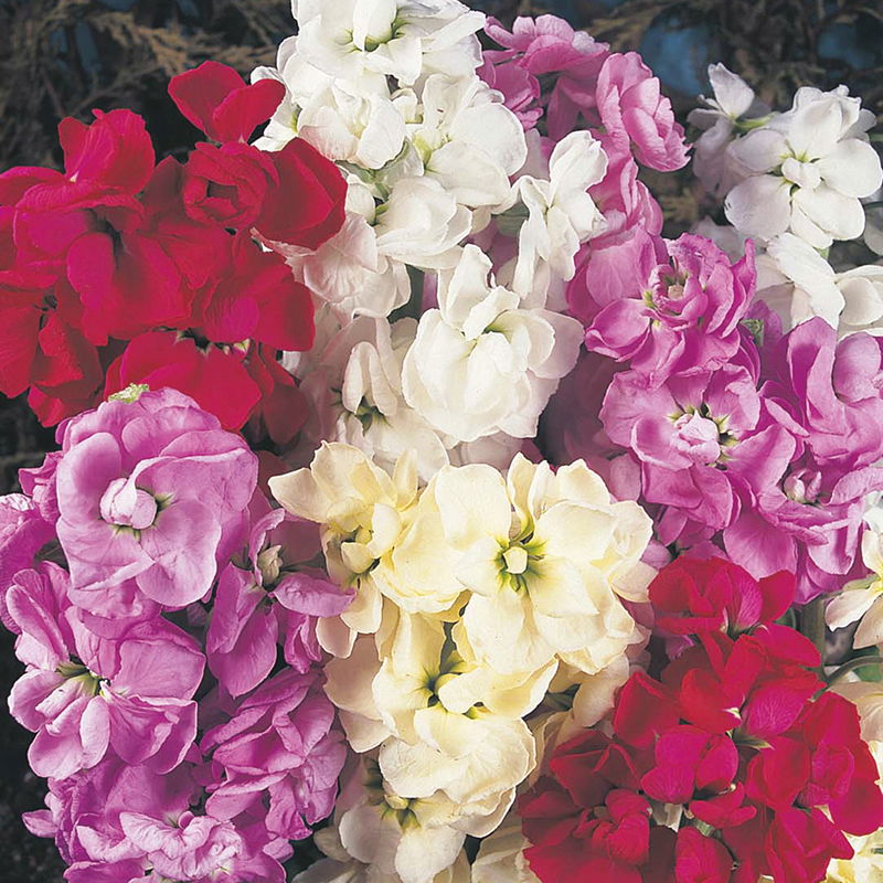 100 Stocks seeds , Dwarf 10 weeks warners garden products