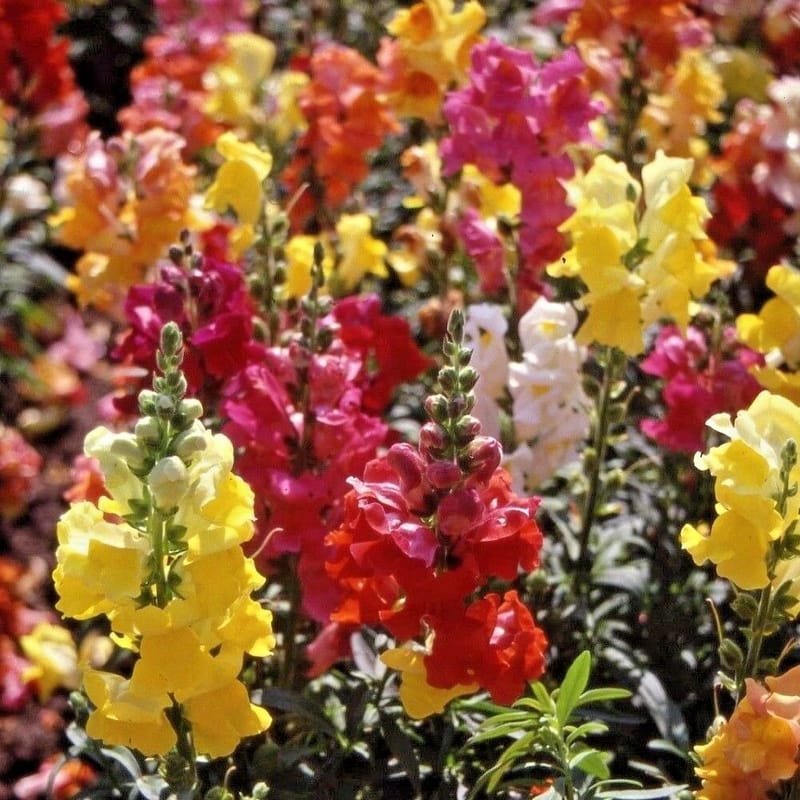 650 Antirrhinum seeds , Cheerio mixed - warners garden products