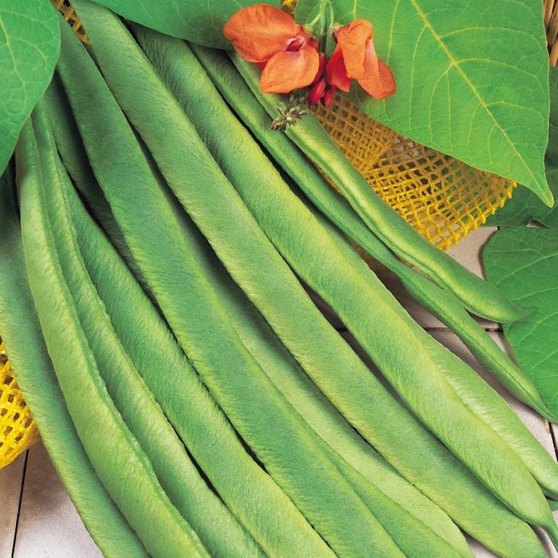 20 Runner bean seeds , Enorma - warners garden products