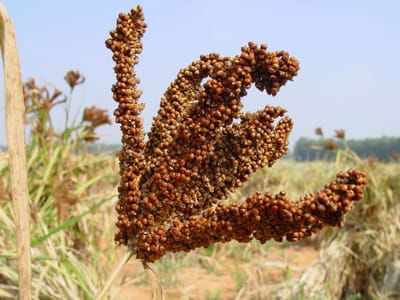 finger millet(கேழ்வரகு) image