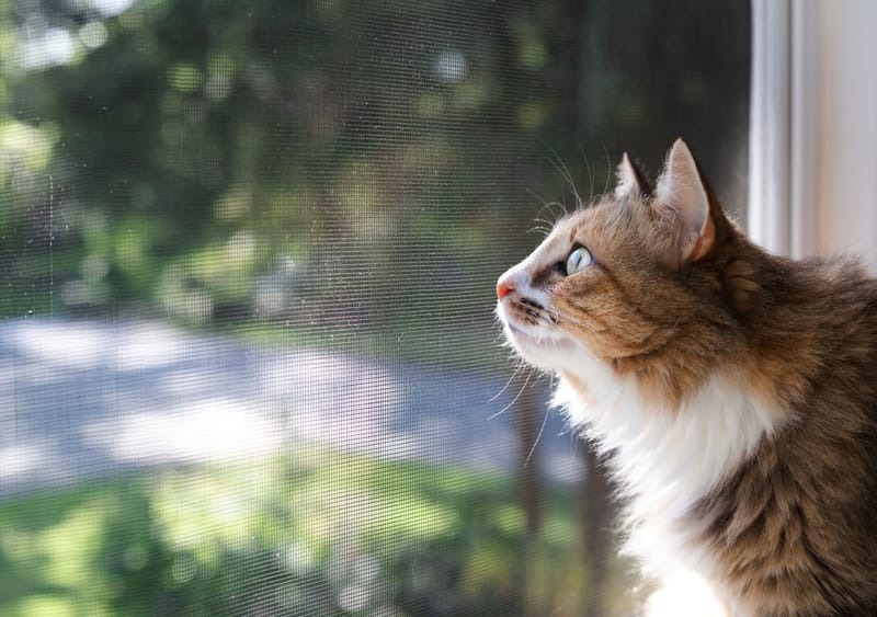 The Importance Of Cat Proofing Your Garden