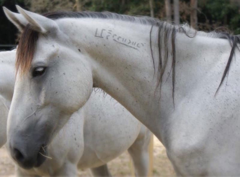 Equine Veteran and Active-Duty Program