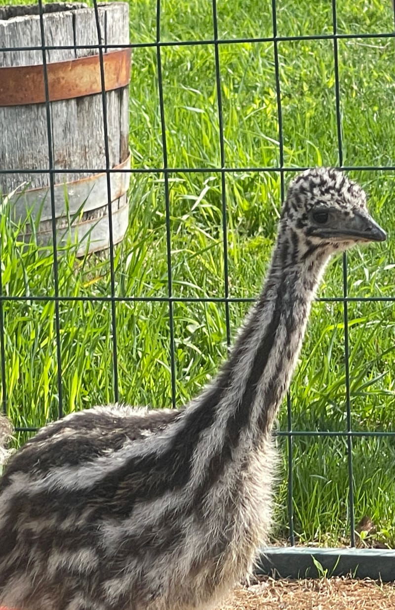 The Emu Mob