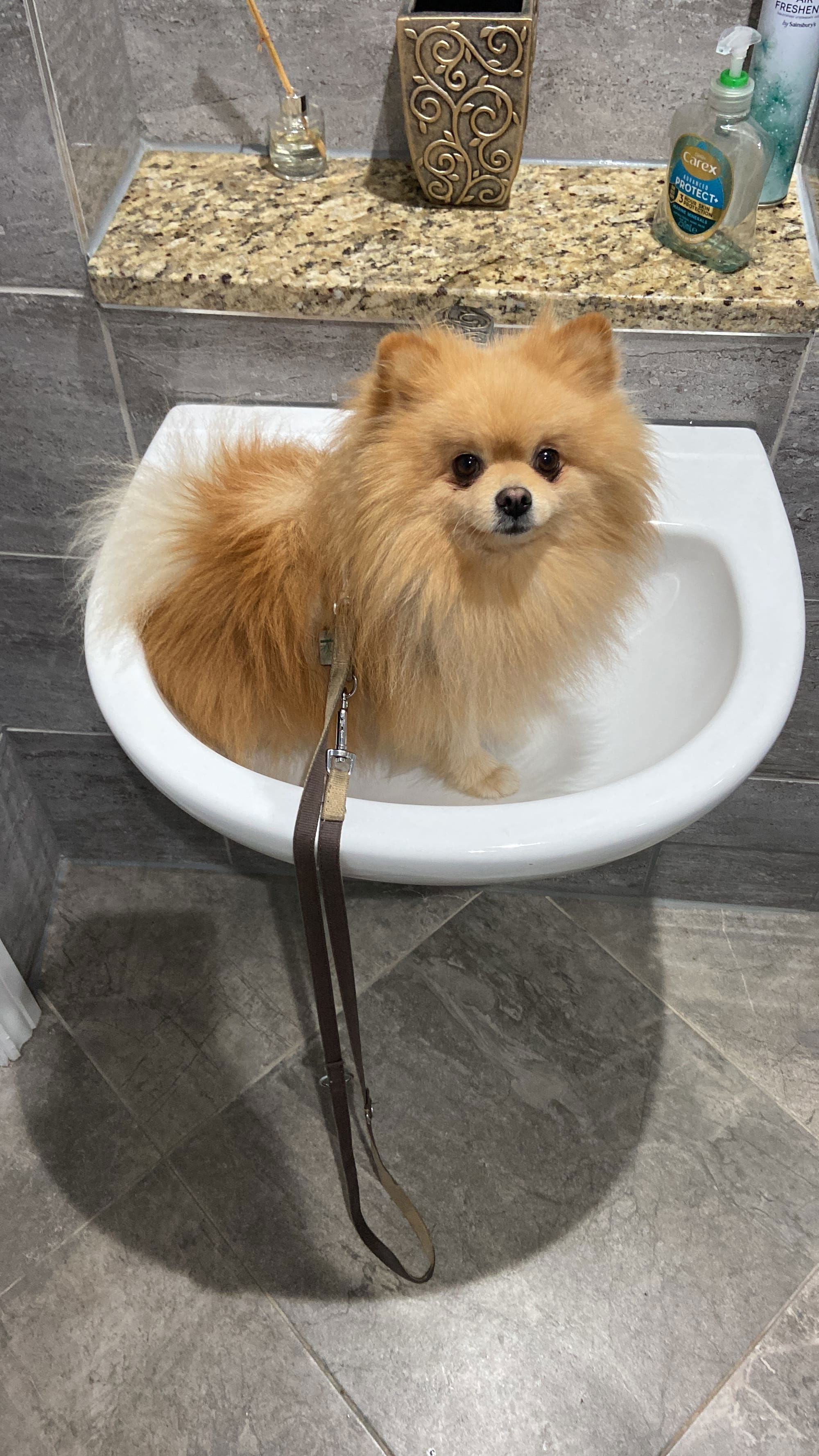 "Why am I in this wash basin?" "Because you keep trying to chase the cat, Winston."