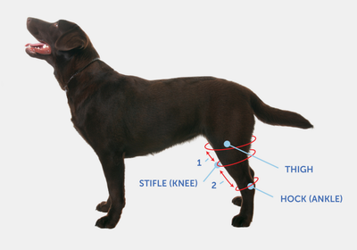 MEASURING THE LENGTH OF THE LEG image