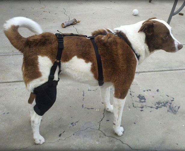 Dog knee outlet brace canada