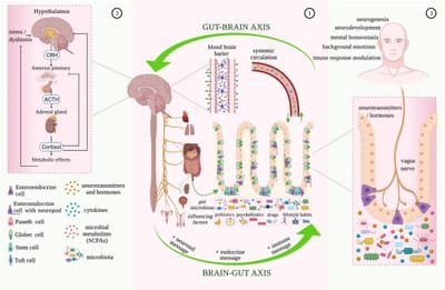 rôle du microbiote dans différentes pathologies psychiatriques et neurodégénératives image
