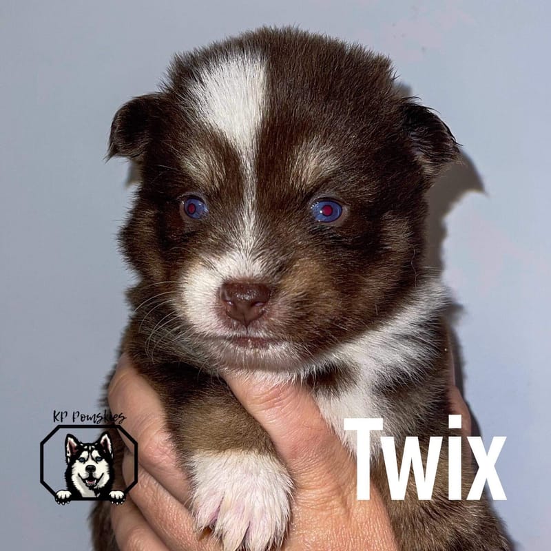 TWIX - SOLD
