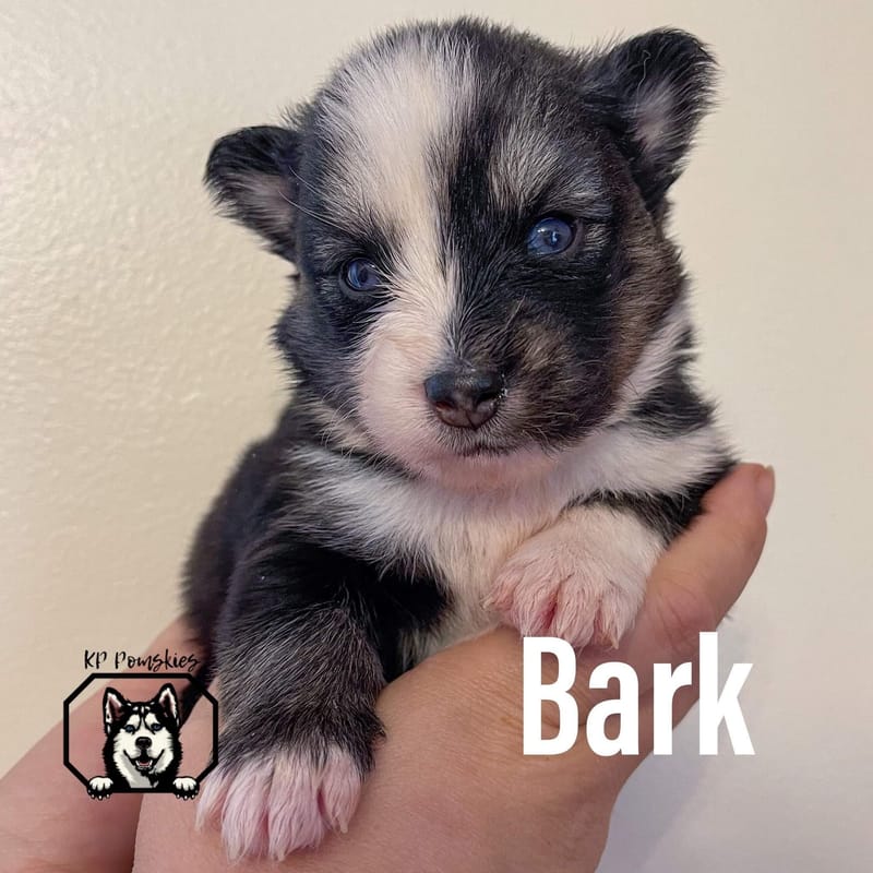 BARK - SOLD