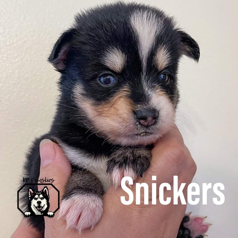 SNICKERS - SOLD