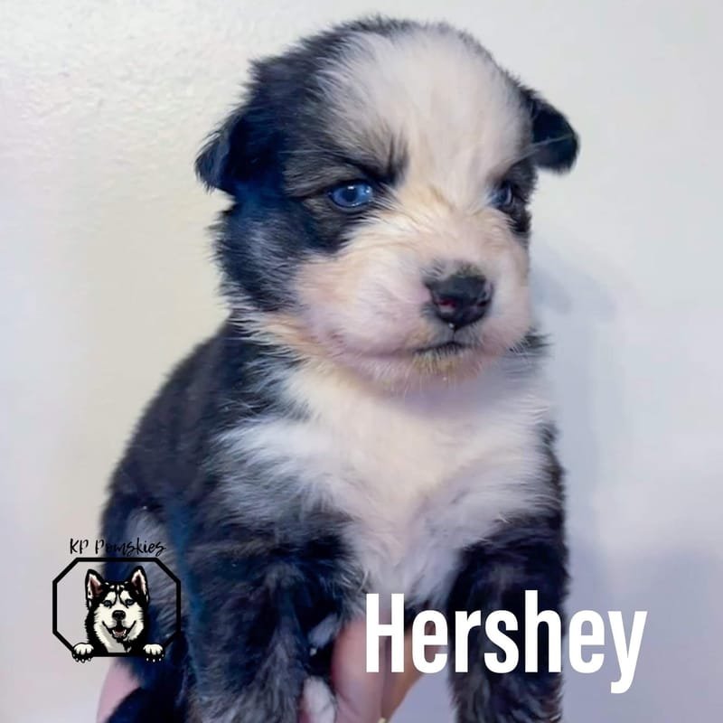 HERSHEY - SOLD