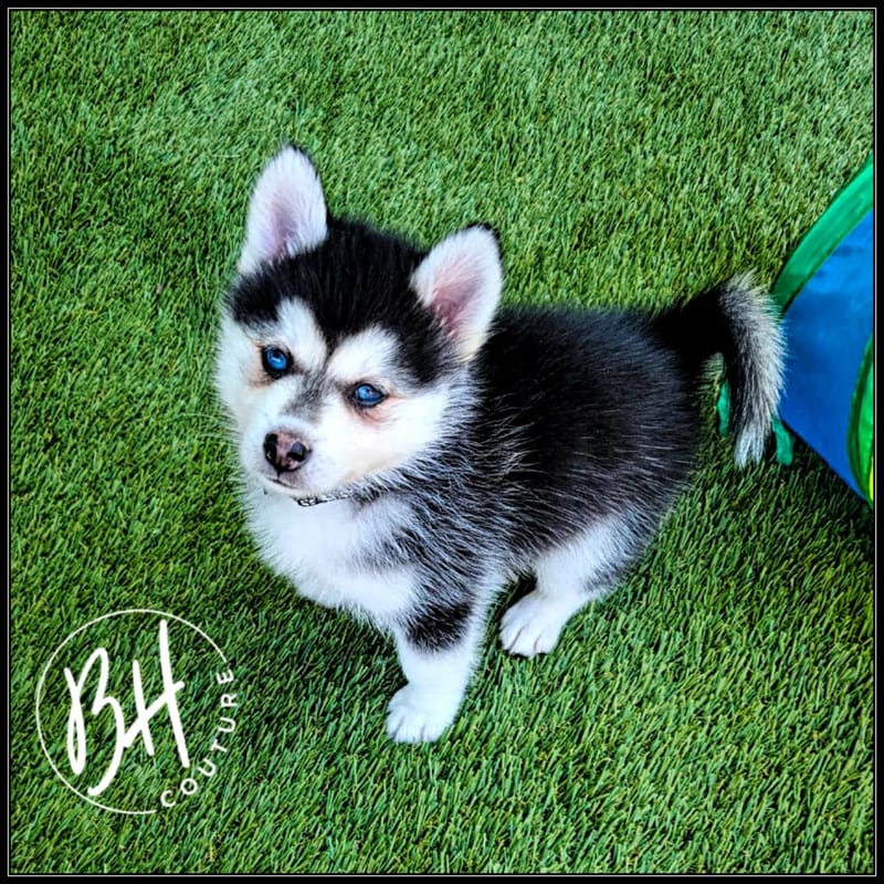 Onyx - Louie - Sold