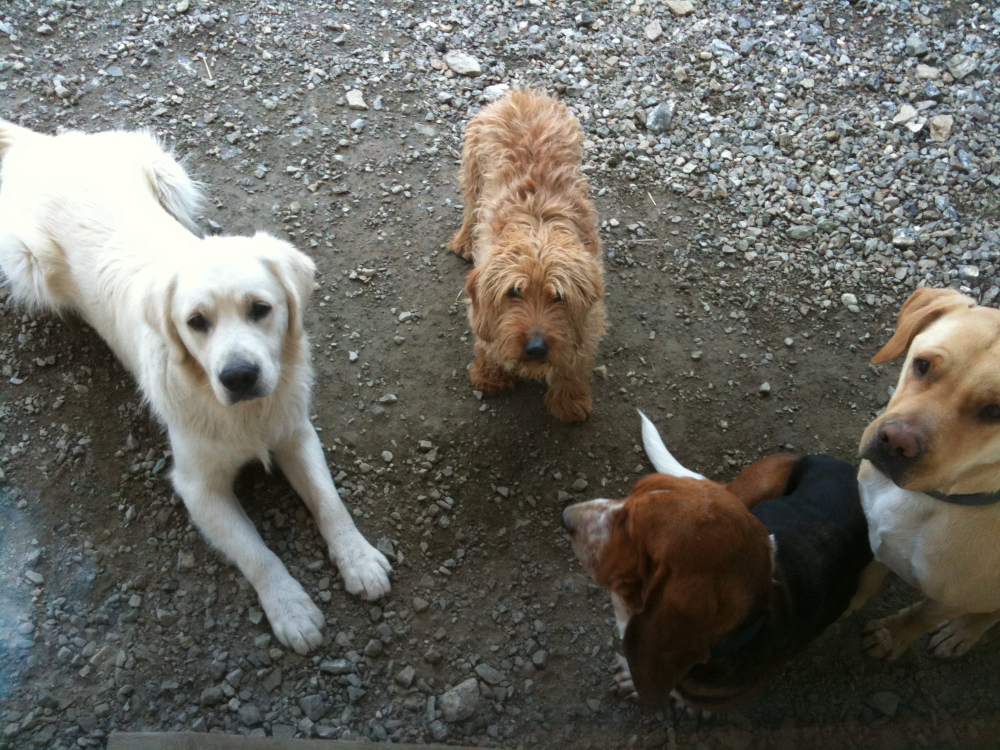 Hamish, Walnut, Alfred & Angus