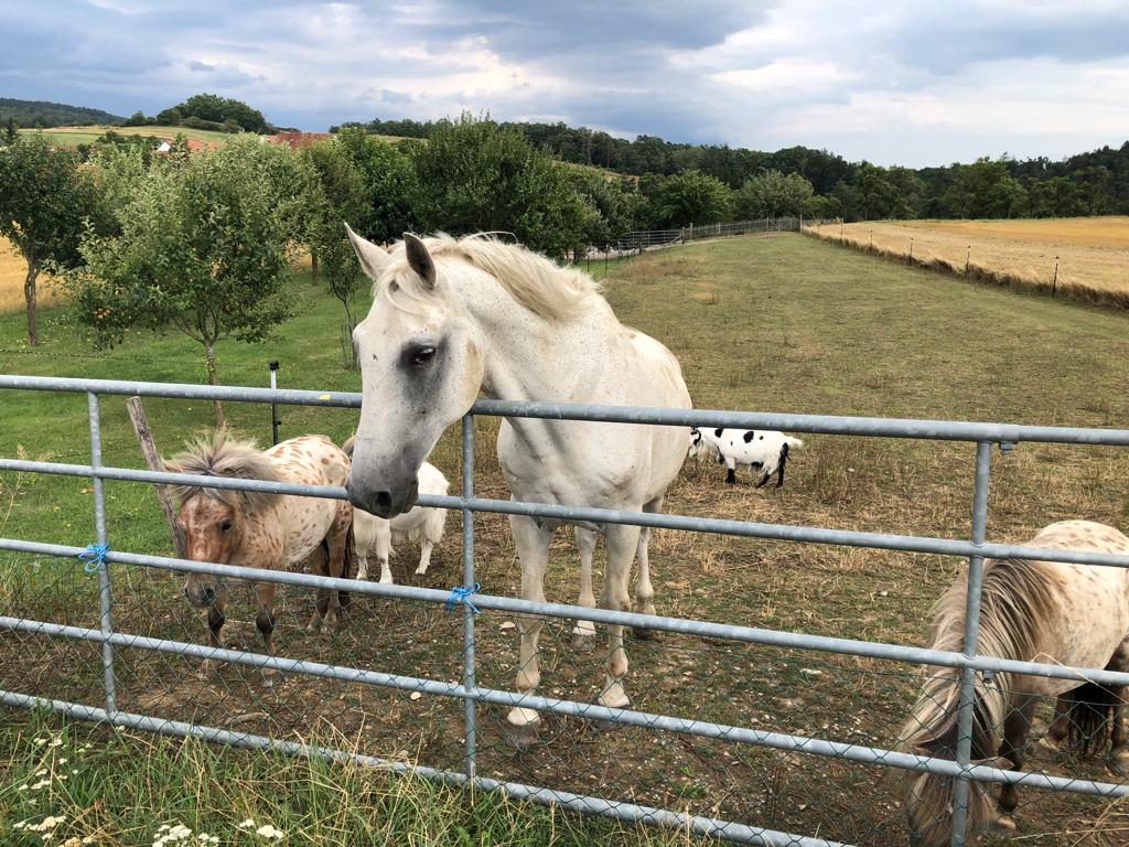 Montana, Billy, Domingo, Milly & Idaho