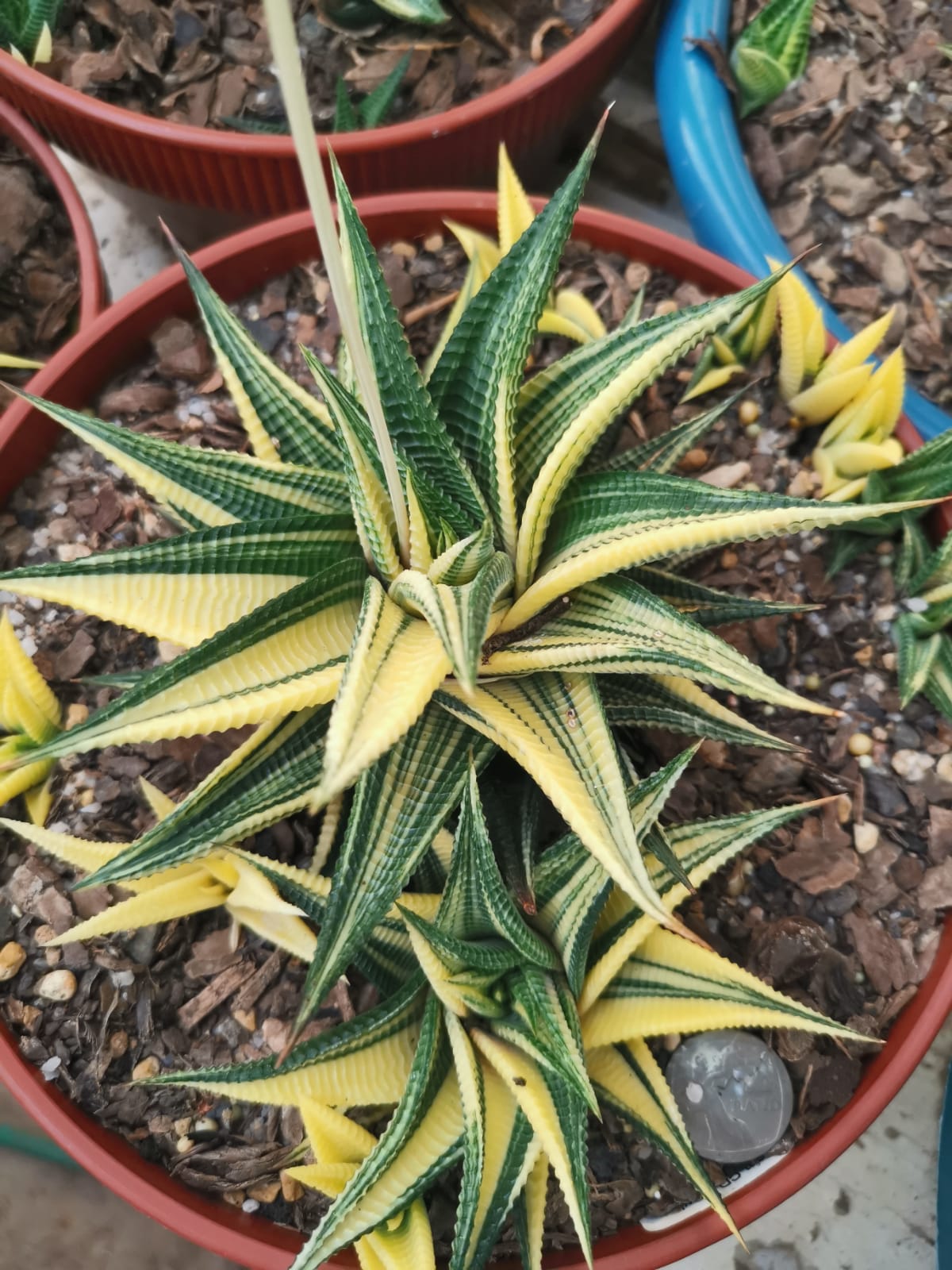 www.vetties.co.za vetplant succulent cactus agave rare variegated