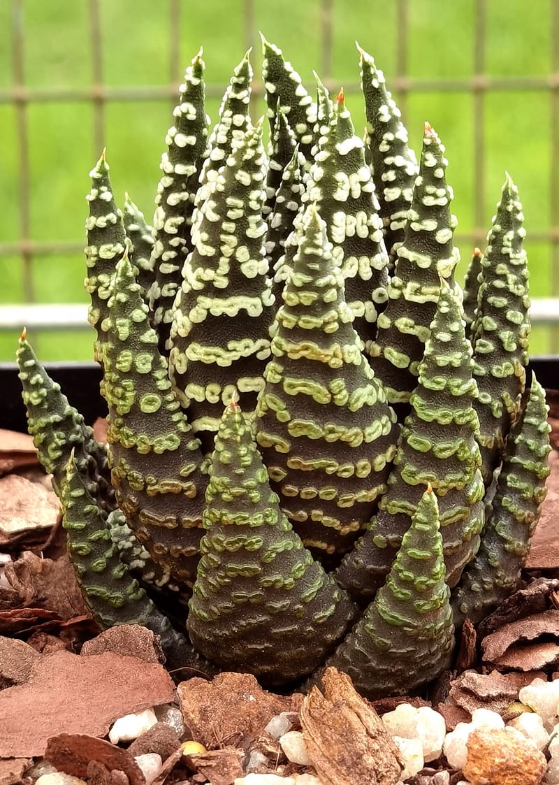 Haworthia Donut