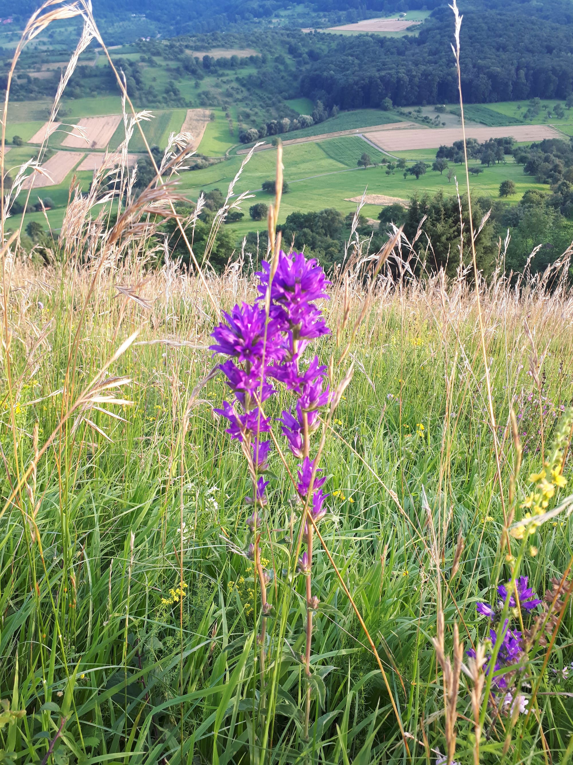 Knabenkraut auf Limburg bei Weilheim