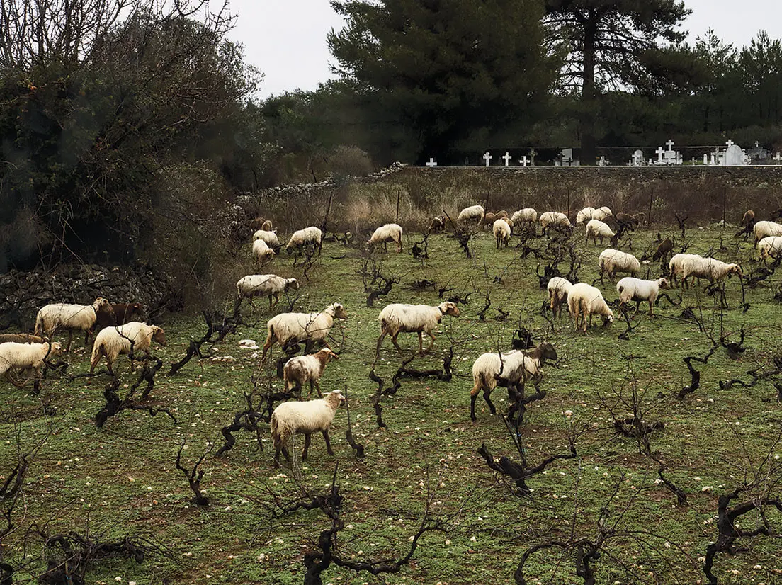 Sheep grazing near Anogi cemetery