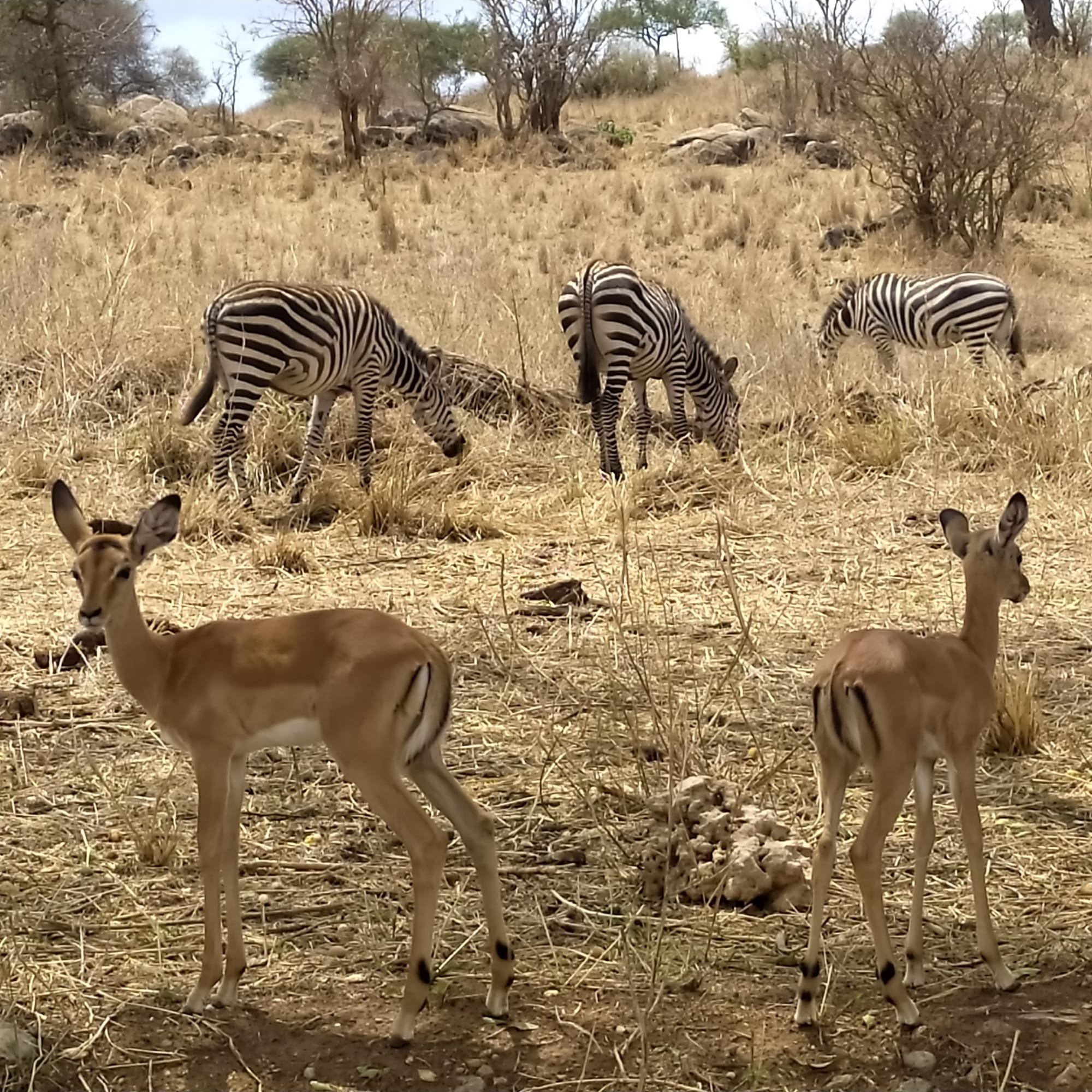 3 DAYS CAMPING SAFARI