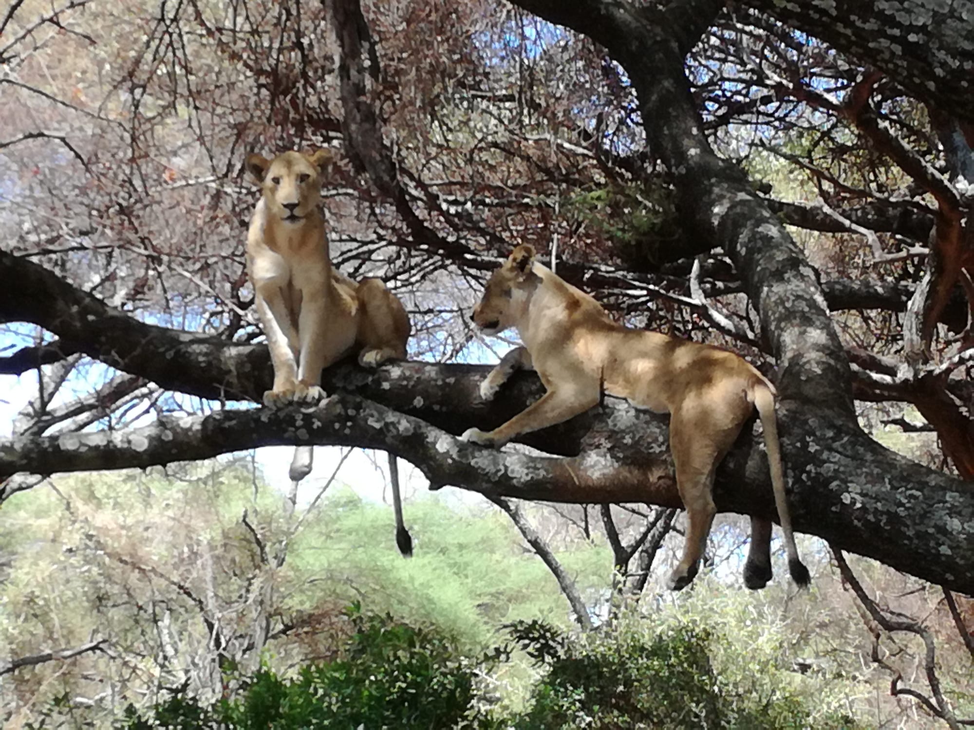 LAKE MANYARA NATIONAL PARK